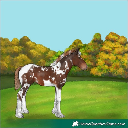 Horse Color:White Spotted Liver Chestnut Tobiano 