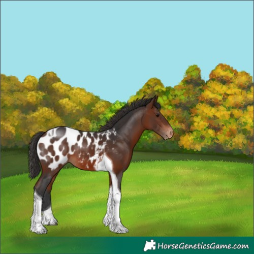Horse Color:Bay Tobiano Blanket 
