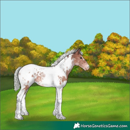 Horse Color:White Spotted Silver Brown Dun Tobiano Varnish 