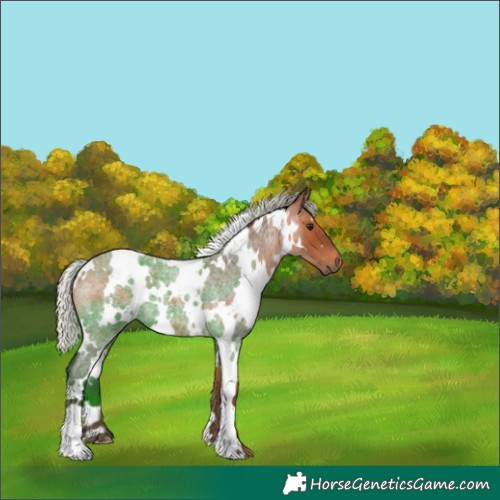 Horse Color:White Spotted Silver Brown Roan 