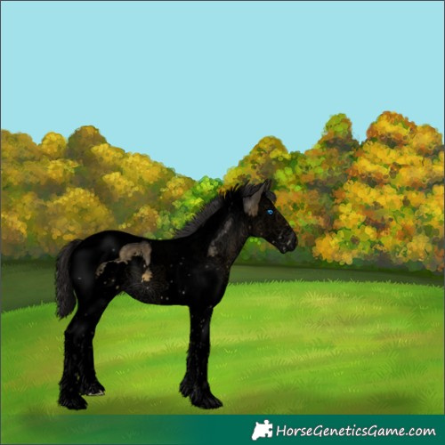 Horse Color:Void Buckskin Splash Tobiano 