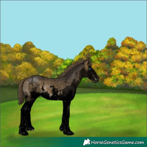 Horse Color:Void Buckskin Sabino Splash Appaloosa 