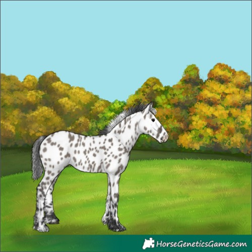 Horse Color:Grullo Appaloosa 