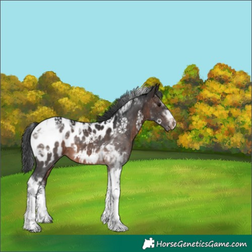Horse Color:Brown Tobiano Appaloosa 