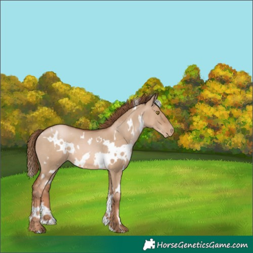 Horse Color:White Spotted Liver Red Dun Pearl 