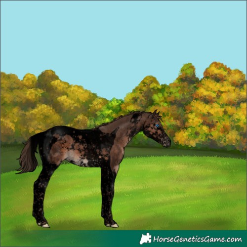 Horse Color:Void Liver Chestnut Splash Tobiano 