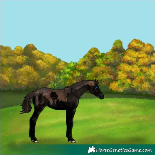 Horse Color:Void Bay Sabino Splash Rabicano 