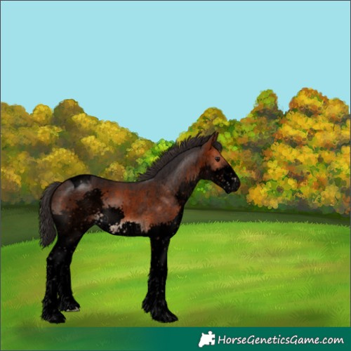 Horse Color:Void Brown Splash Tobiano 