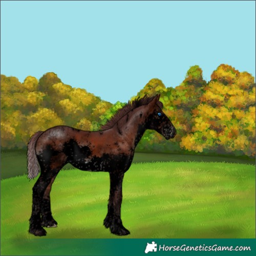 Horse Color:Void White Spotted Chocolate Brown Sabino Splash 