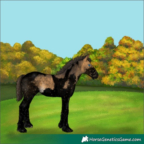 Horse Color:Void Buckskin Splash Tobiano 