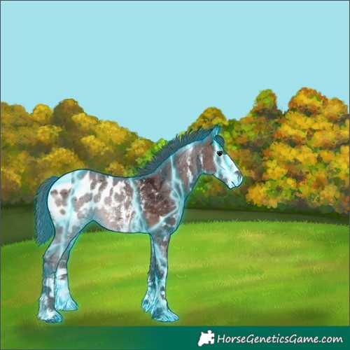 Horse Color:Thunderstruck Chocolate Bay Ice Sabino Appaloosa 