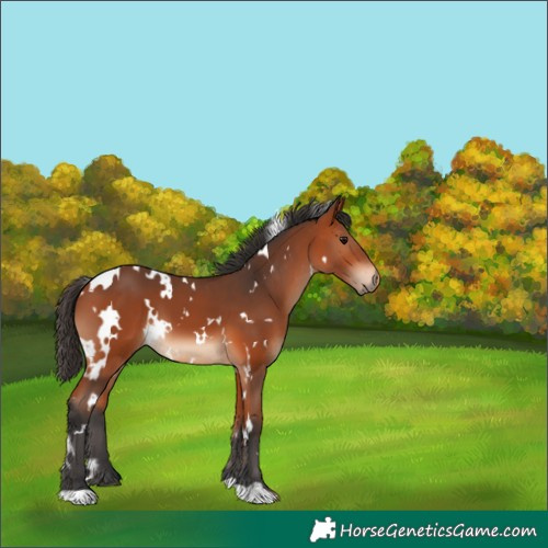 Horse Color:White Spotted Bay 