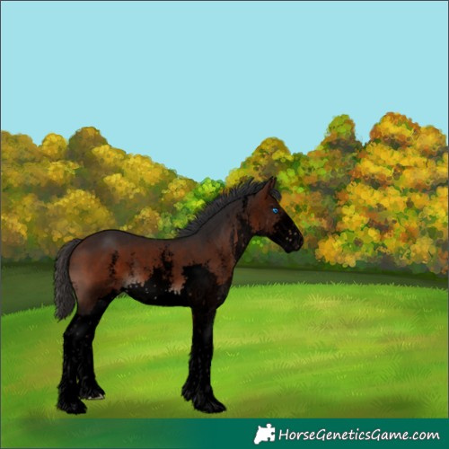 Horse Color:Void Brown Sabino Splash 