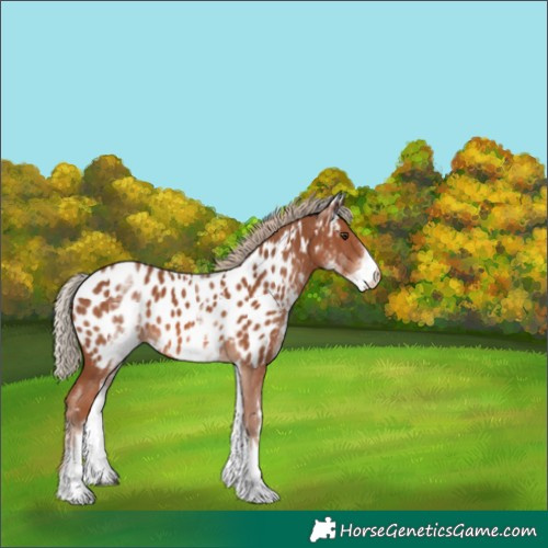 Horse Color:White Spotted Chestnut Near Leopard 