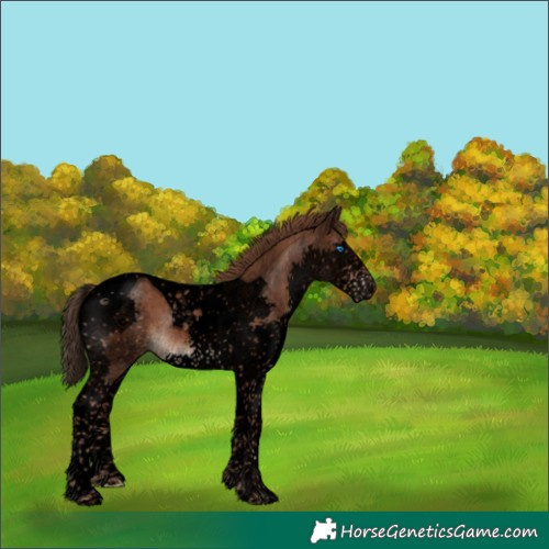 Horse Color:Void Liver Chestnut Splash Tobiano Rabicano 