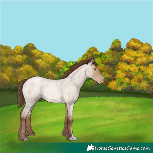 Horse Color:Brown Roan Pearl Dun 
