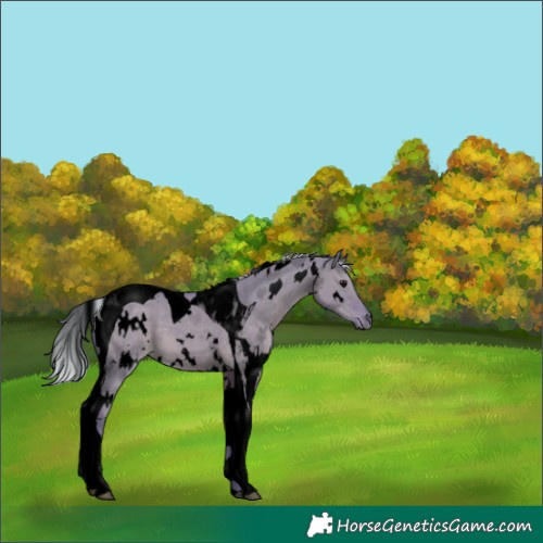 Horse Color:Void Watercolor White Spotted Silver Grullo Tobiano 