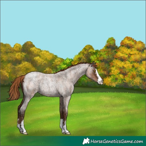 Horse Color:Brown Ice Roan Pearl 