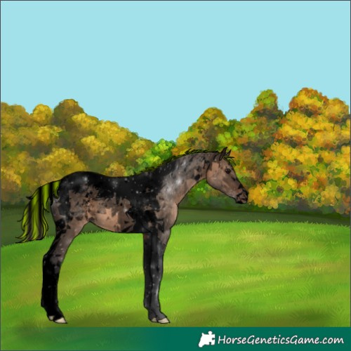 Horse Color:Void Painted Brown Dun Tobiano Varnish 