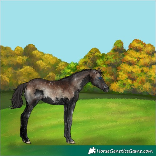 Horse Color:Void Brown Onyx Sabino Splash 