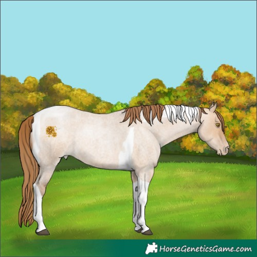 Horse Color:Brown Roan Pearl Dun Tobiano 