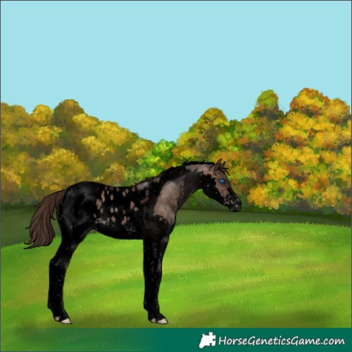 Horse Color:Void Bay Dun Sabino Splash Tobiano Appaloosa Rabicano 