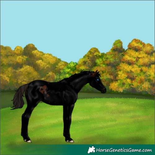 Horse Color:Void White Spotted Bay Splash Tobiano 