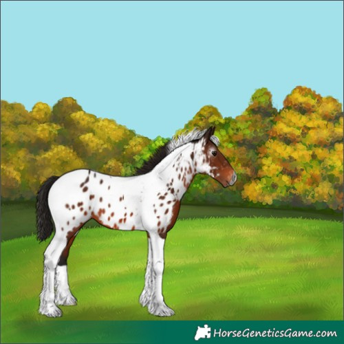 Horse Color:Gray Bay Tobiano Appaloosa 