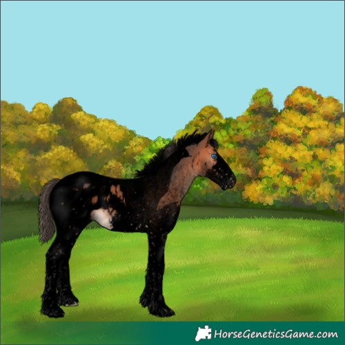 Horse Color:Void Bay Splash Tobiano Appaloosa 