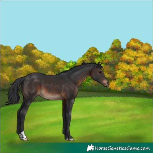 Horse Color:Brown 