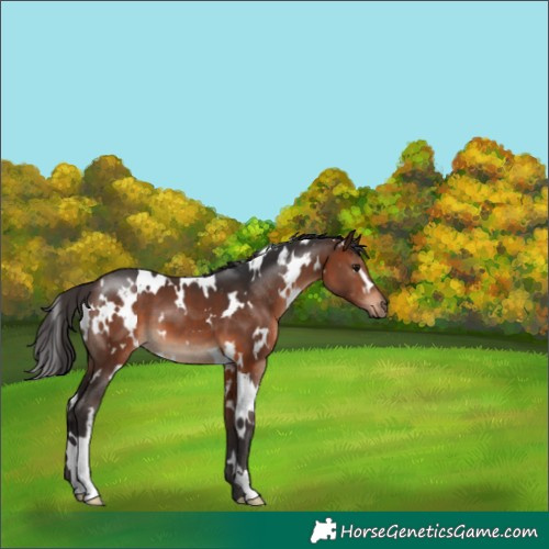 Horse Color:White Spotted Brown 