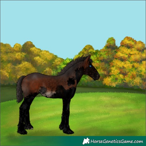 Horse Color:Void Bay Sabino Splash 