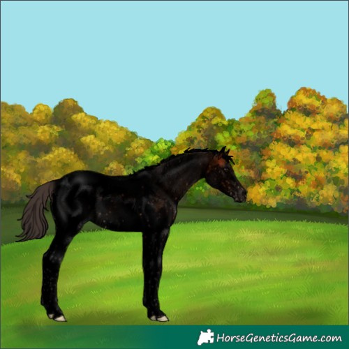 Horse Color:Void White Spotted Bay Splash Tobiano Appaloosa Rabicano 