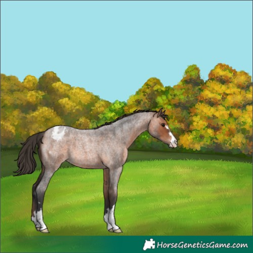 Horse Color:Bay Roan Appaloosa 
