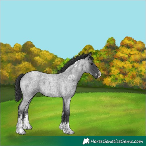 Horse Color:Blue Roan Sabino 