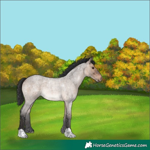 Horse Color:Brown Roan Dun 