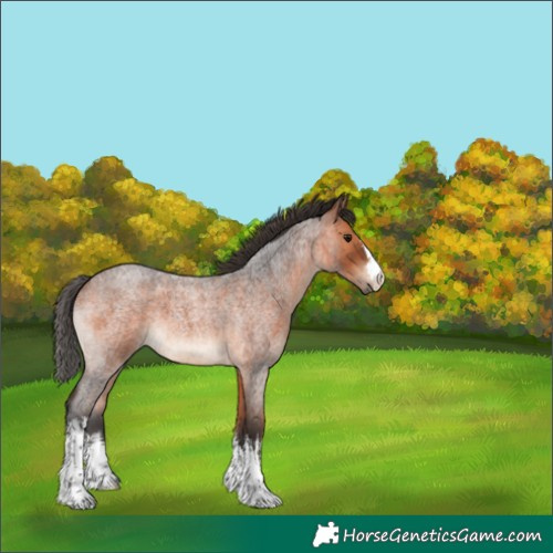 Horse Color:White Spotted Bay Roan 