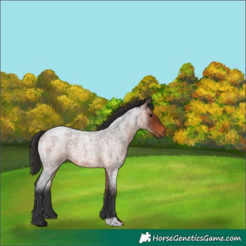 Horse Color:Bay Roan 