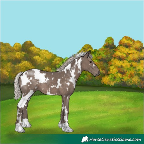 Horse Color:White Spotted Silver Black 