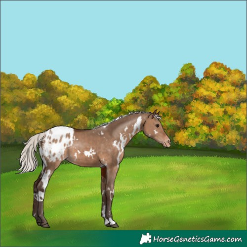 Horse Color:White Spotted Silver Brown Dun Appaloosa 