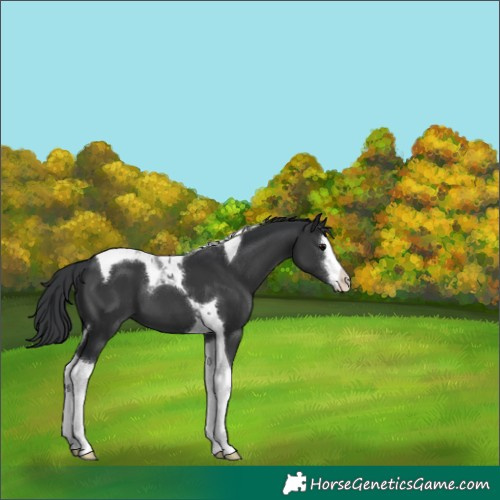Horse Color:White Spotted Black Tobiano