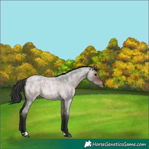 Horse Color:Brown Roan Dun Rabicano 