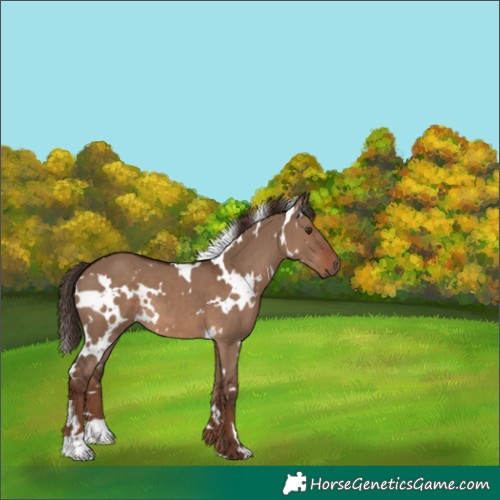 Horse Color:White Spotted Liver Red Dun 