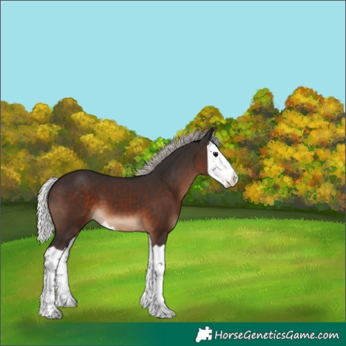 Horse Color:Silver Brown Splash 
