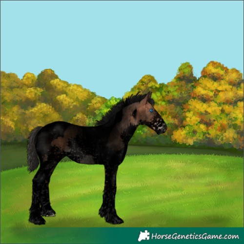 Horse Color:Void Bay Splash Tobiano 