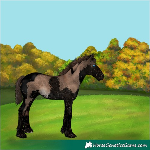 Horse Color:Void Liver Red Dun Splash Tobiano 