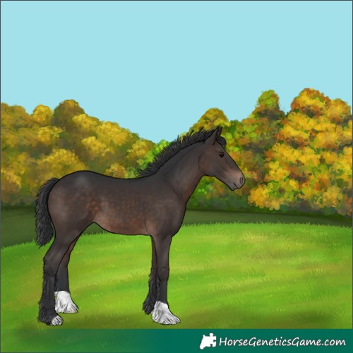 Horse Color:Brown 