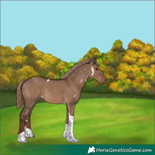 Horse Color:White Spotted Liver Red Dun Tobiano Rabicano 