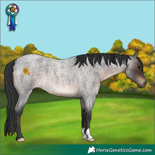 Horse Color:Brown Roan 
