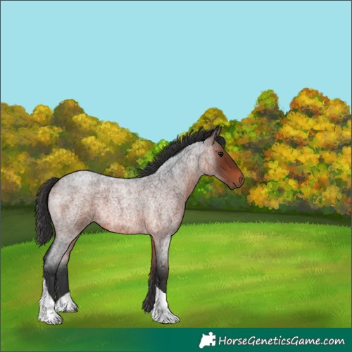 Horse Color:Brown Roan Tobiano 